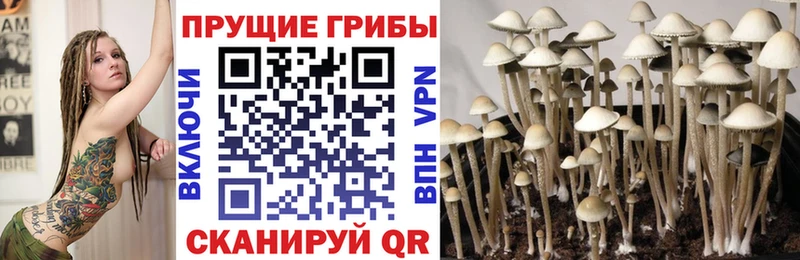 Псилоцибиновые грибы мухоморы  где купить наркоту  Топки 
